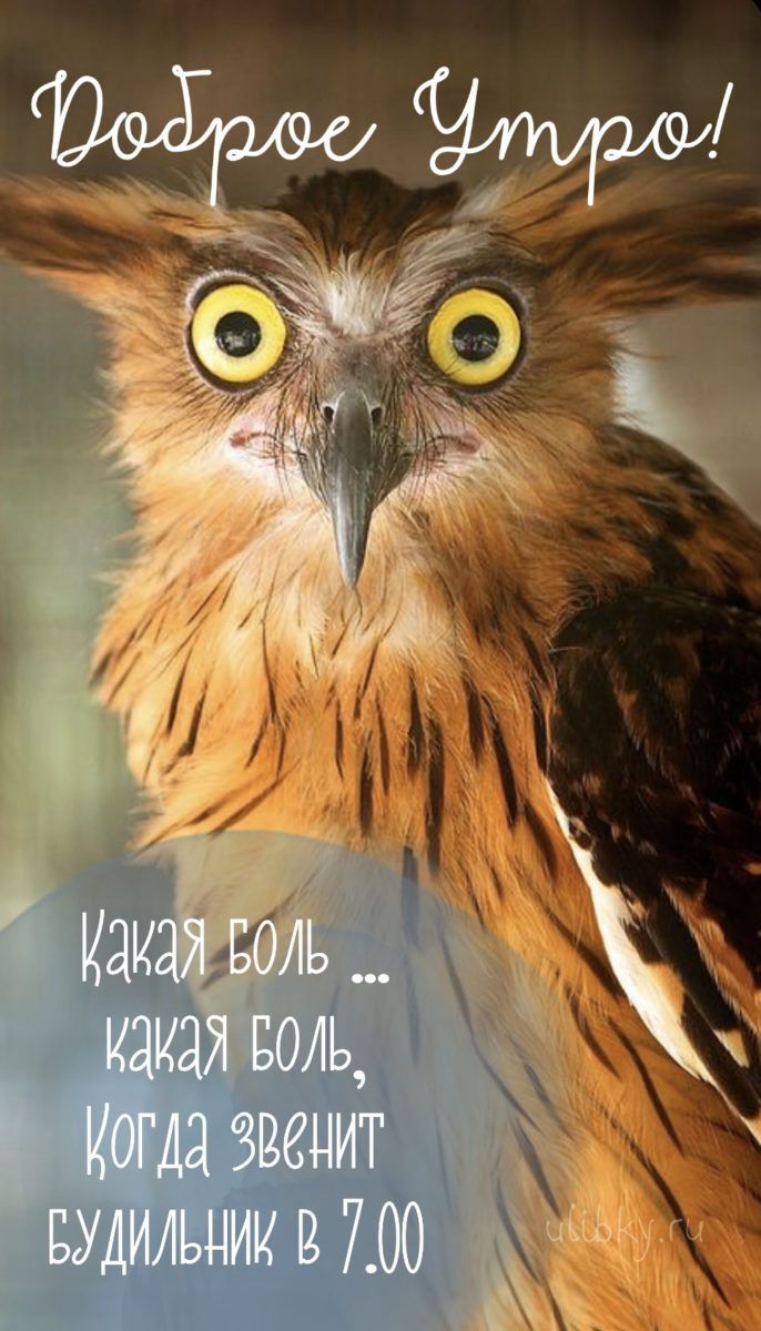 Доброе Утро!
Какая боль ... какая боль, когда звонит будильник в 7.00