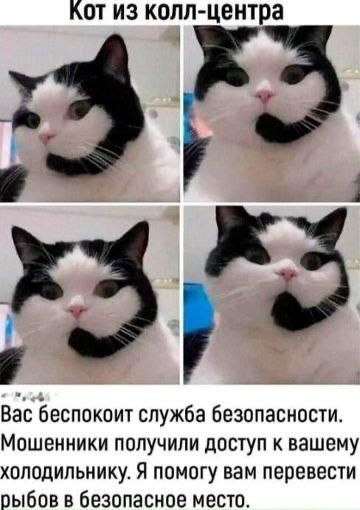 Кот из колл-центра

Вас беспокоит служба безопасности. Мошенники получили доступ к вашему холодильнику. Я помогу вам перевести рыбу в безопасное место.