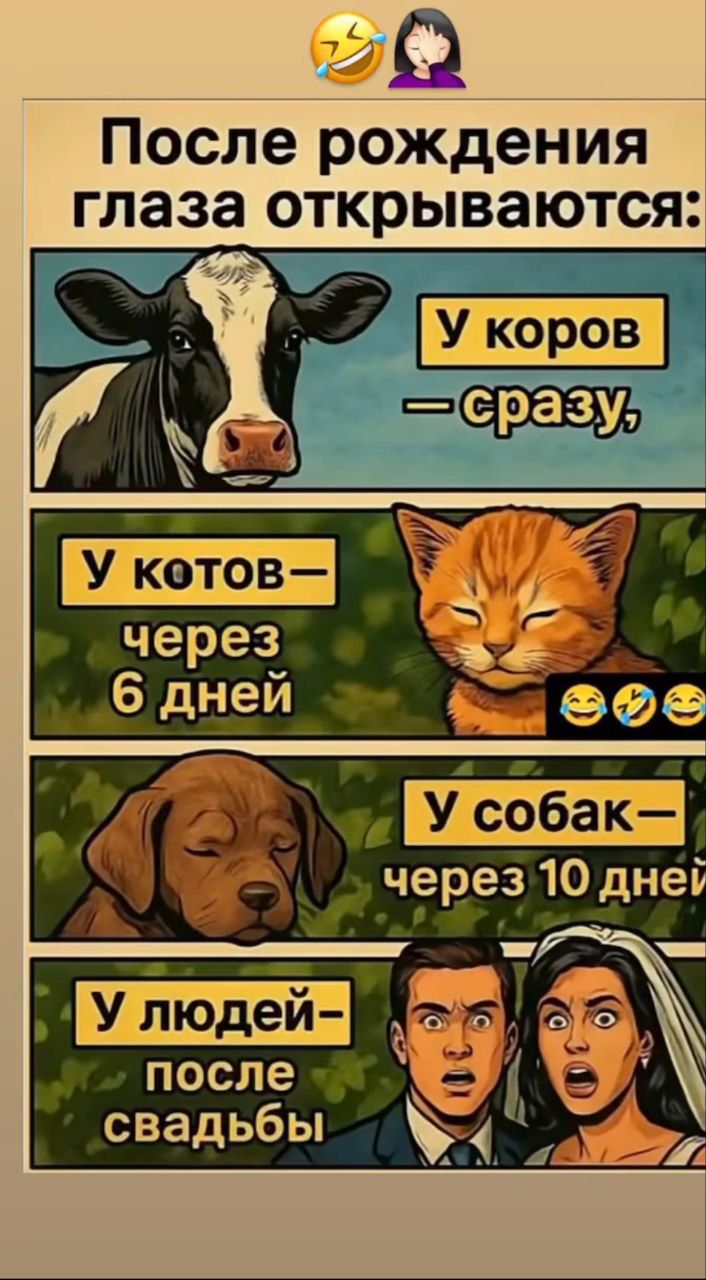 После рождения глаза открываются: У коров — сразу, У котов — через 6 дней, У собак — через 10 дней, У людей — после свадьбы