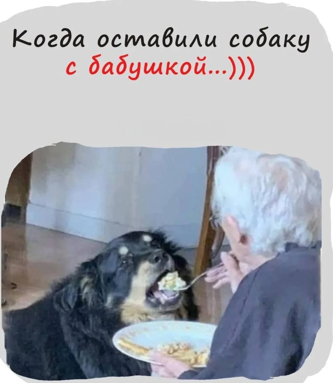 Когда оставили собаку с бабушкой...)))