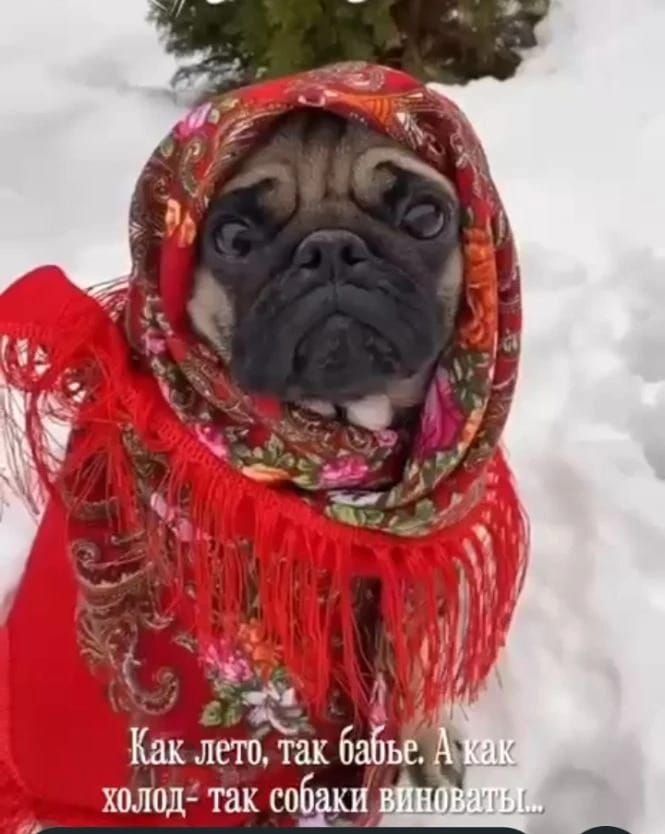 Как лето, так бабье. А как холод - так собаки виноваты
