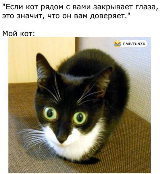 Если кот рядом с вами закрывает глаза, это значит, что он вам доверяет. Мой кот: [изображение кота с широко раскрытыми, испуганными глазами]