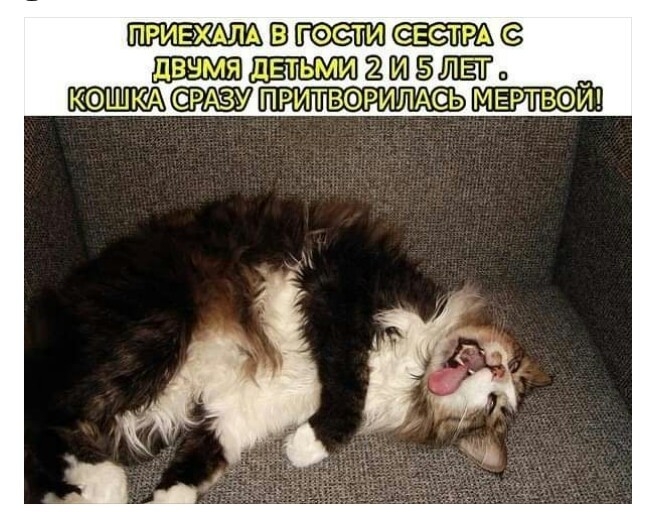 В двчмя 25 5 у КФШКА ПРИТВФРИЛАСЁЬ МЕРТВФИ