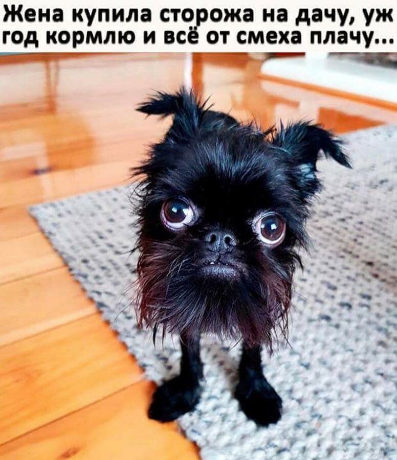 Жена купила сторожа на дачу уж гоШормлю и всё от смеха плачу _Ёт