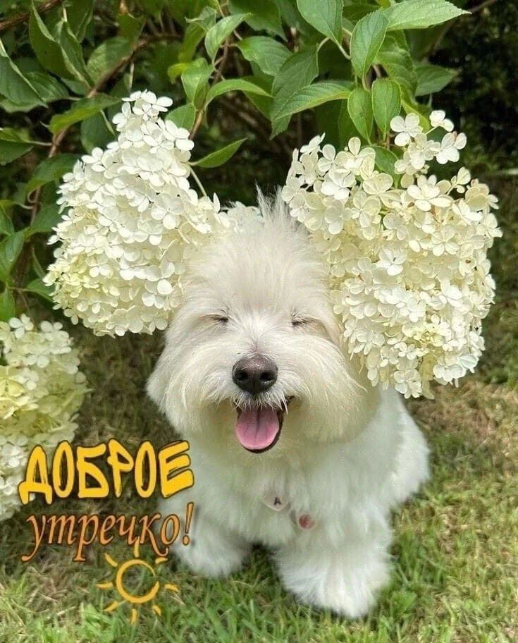 ДОБРОЕ утречко!
