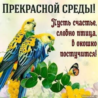 ПРЕКРАСНОЙ СРЕДЫ! Пусть счастье, словно птица, в окошко постучится!