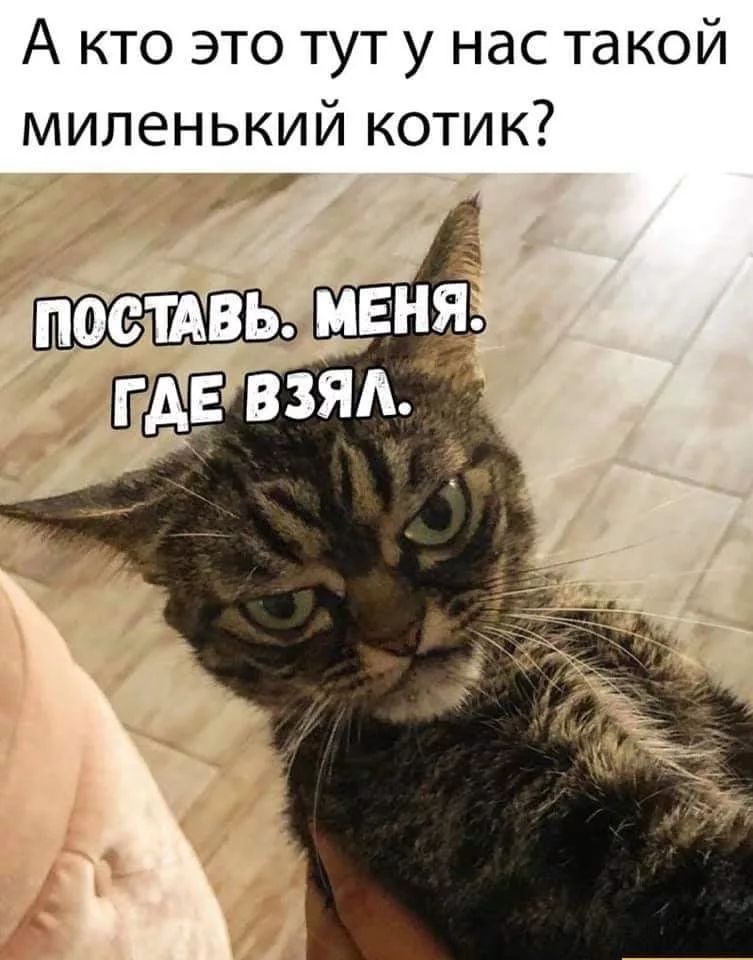 А кто это тут у нас такой миленький котик