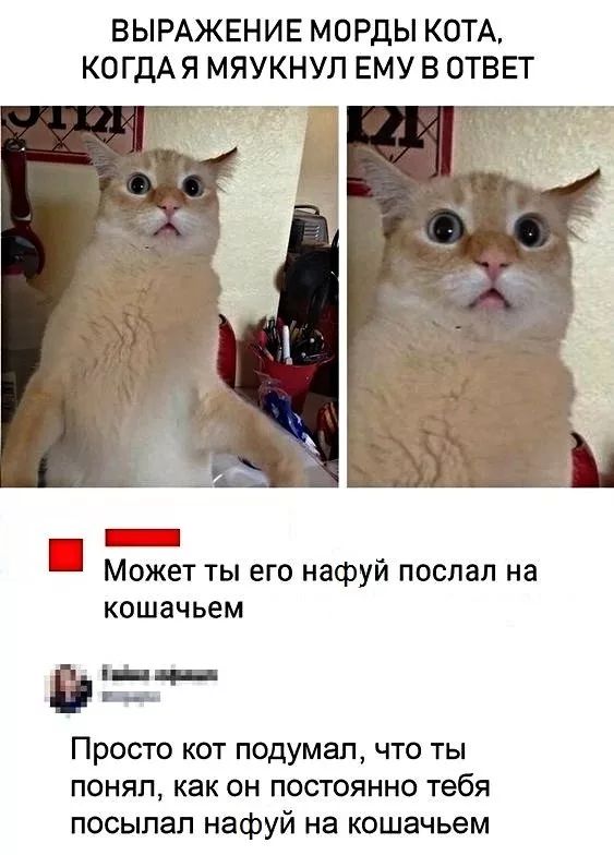 ВЫРАЖЕНИЕ МОРДЫ КОТА КОГДАЯ МЯУКНУЛ ЕМУ В ОТВЕТ Ш Может ты его нафуй послал на кошачьем _ _ _и Просто кот подумап что ты понял как он постоянно тебя посылал нафуй на кошачьем