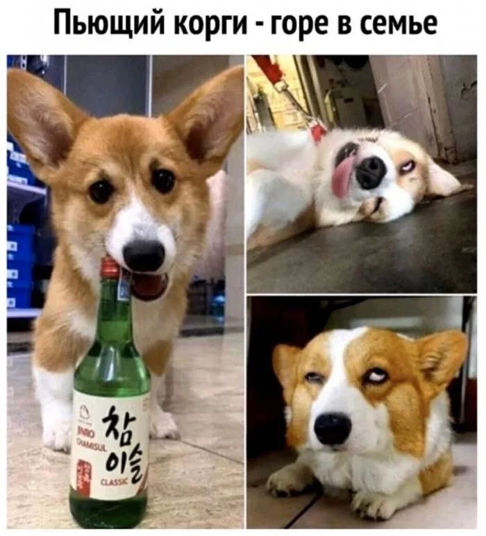 Пьющий корги горе в семье