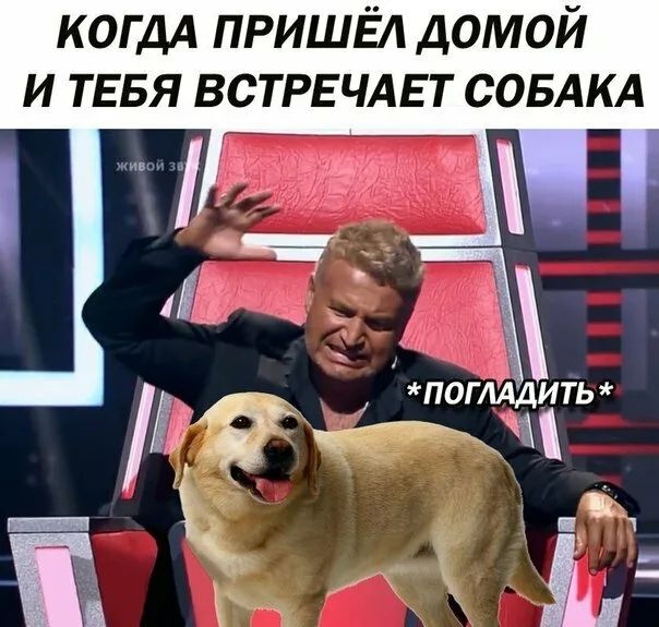 КОГДА пришёл домой и ТЕБЯ встрьчдьт СОБАКА