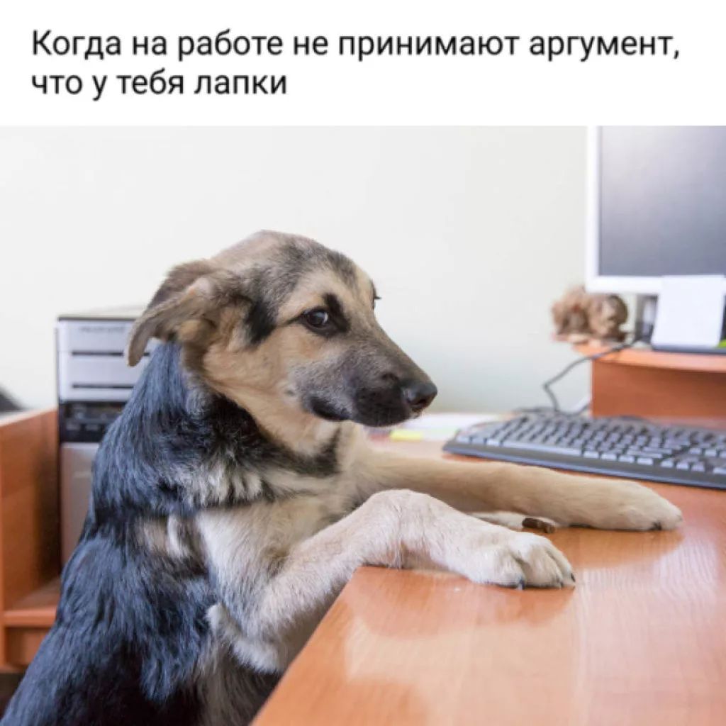 Когда на работе не принимают аргумент что у тебя лапки