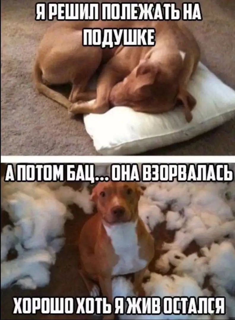 яінвшищпппвщть нд _ хпрпшп хптьгжив впился