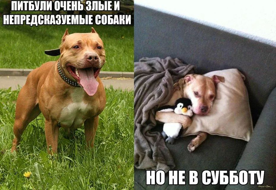 ПИТБУЛИВЧШБ ЗЛЫЕ И ШРЕДВНАЗУШЬЩ ЮМИ