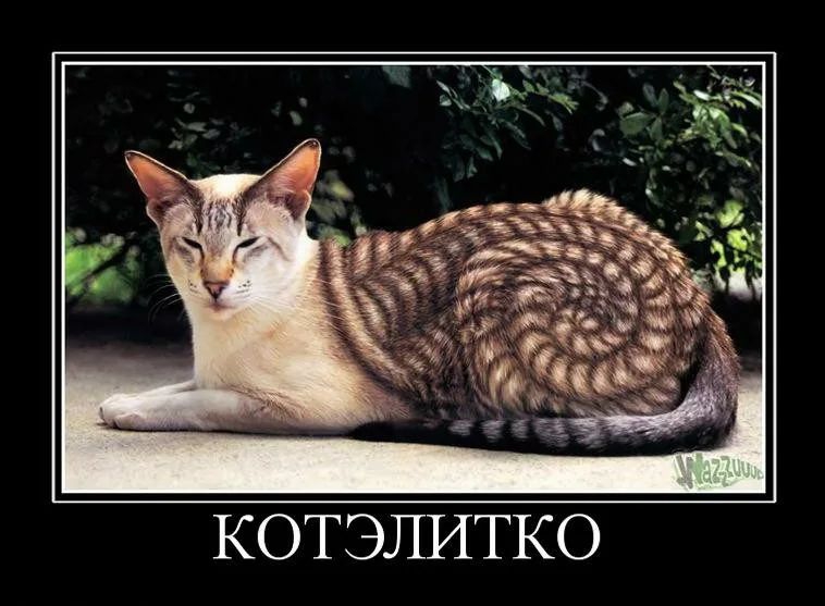 КОТЭЛИТКО