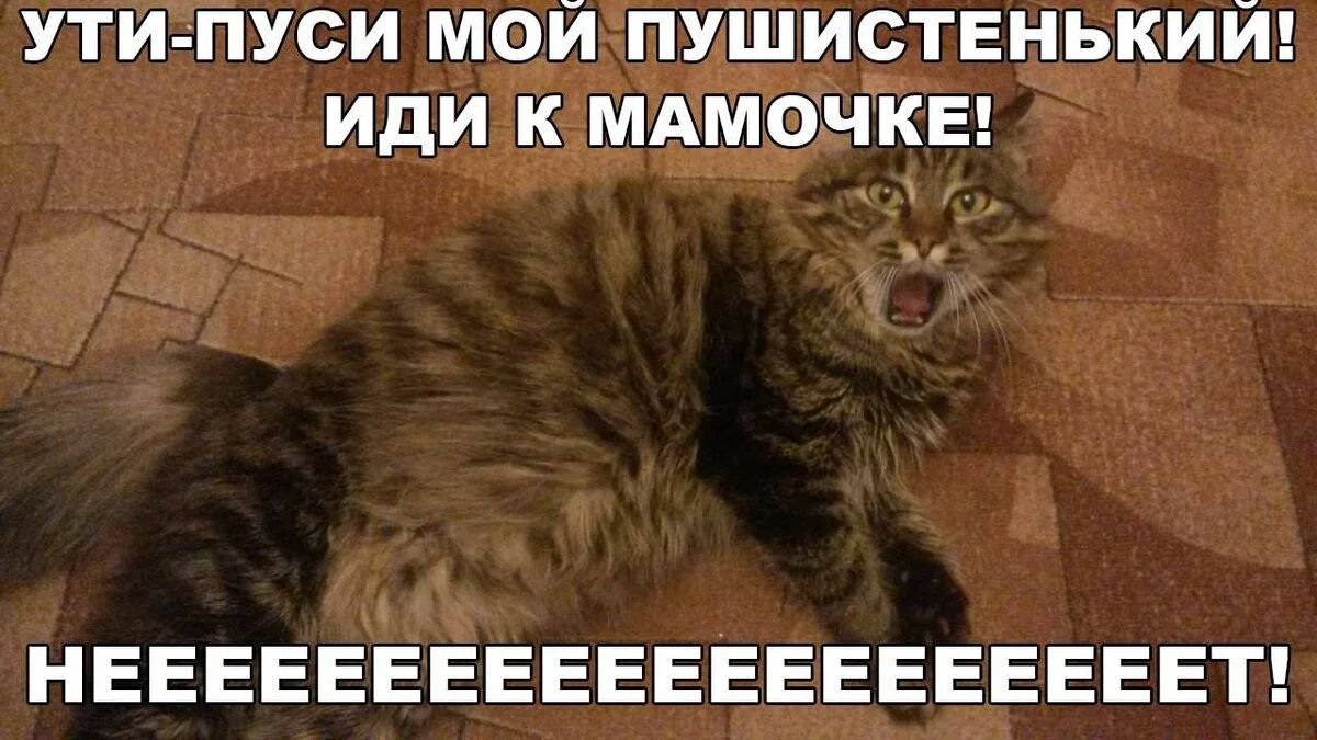 УТИ ПУСИ МОИ ПУШИСТЕНЬКИЙ ИДИ К МАМОЧКЕ НЕЕЕЕЕЕЕЕЕЕЕЕЕЕЕЕЕЕЕЕТ