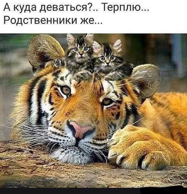 А куда деваться Терплю Родственники же