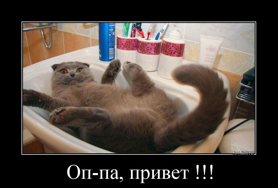 Оп па привет