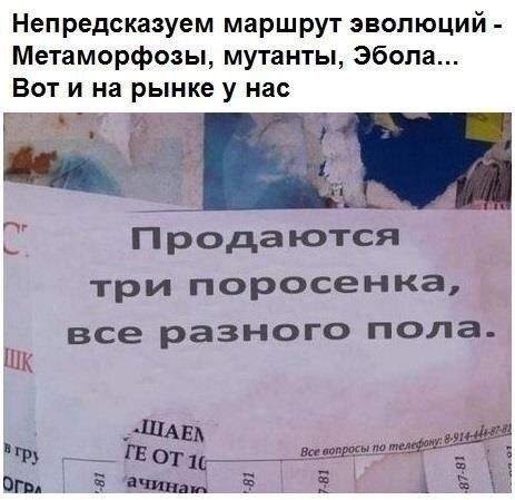 Непредсказуем маршрут эволюций Метаморфозы мутанты Эбола Вот и на рынке у нас С Продаются три поросенка все разного пола ШК ш