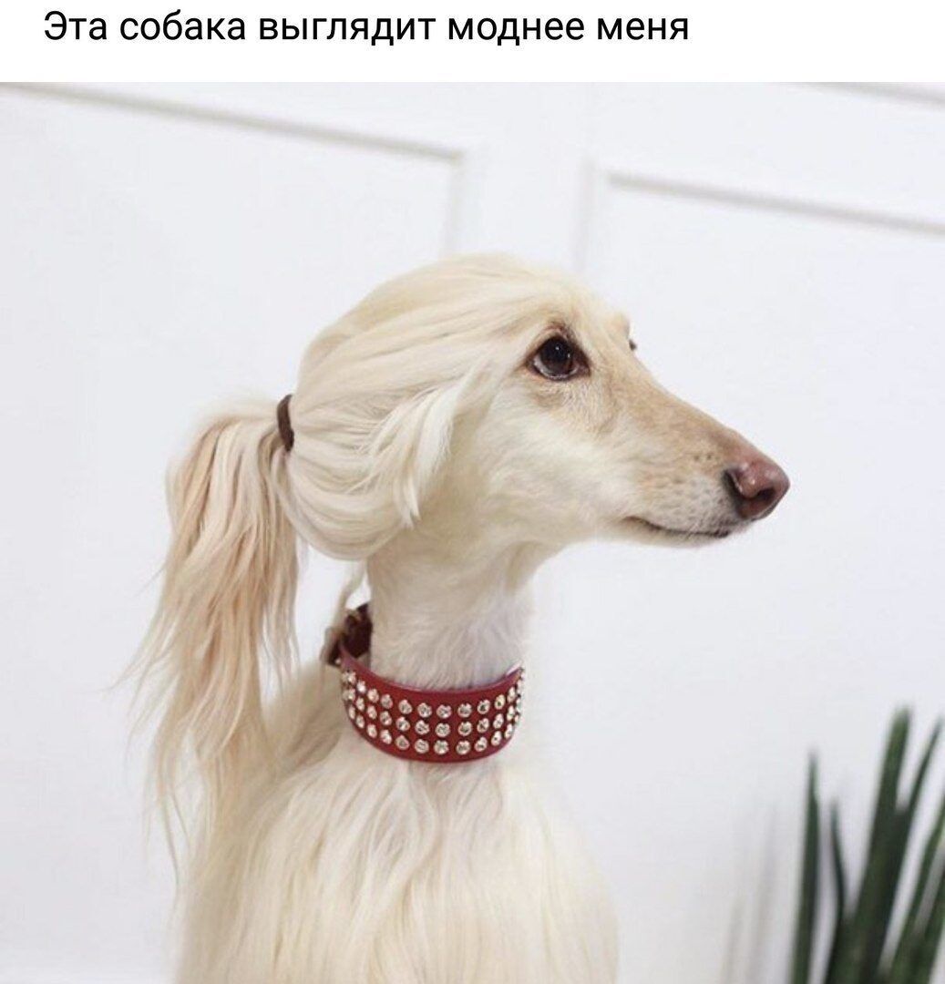 Эта собака выглядит моднее меня