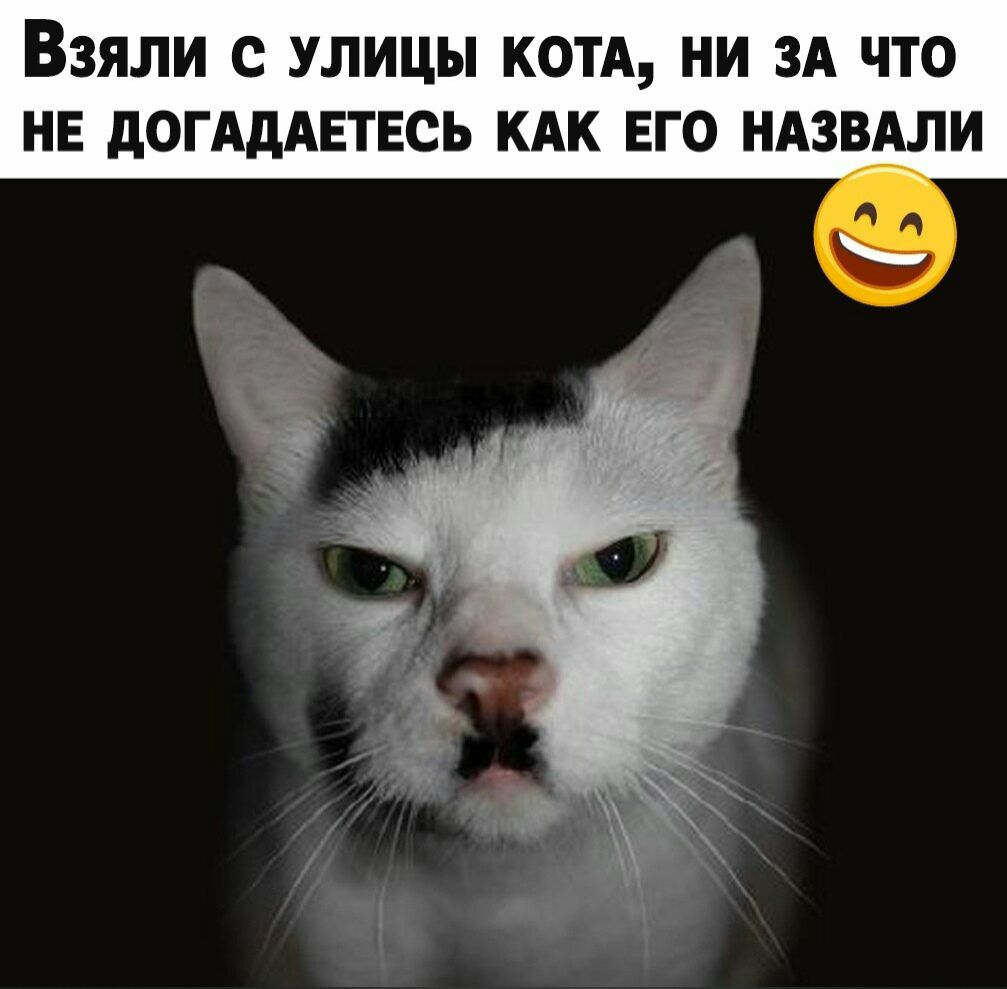 ВЗЯЛИ С УЛИЦЫ КОТА НИ ЗА ЧТО НЕ дОГАдАЕТЕСЬ КАК ЕГО НАЗВАЛИ
