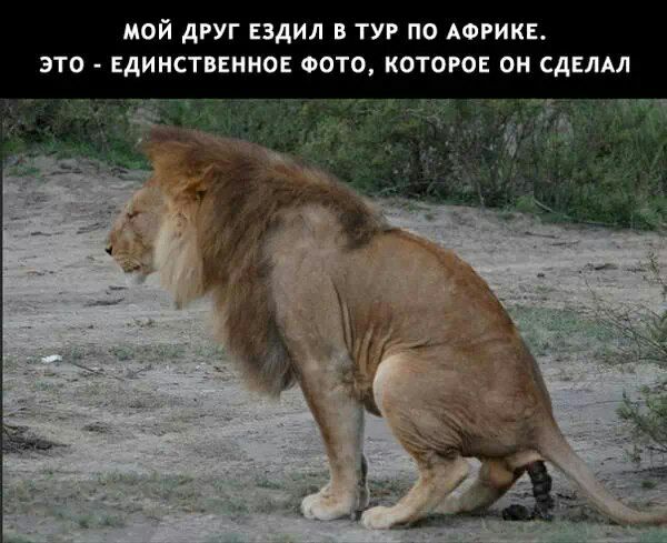 МОЙ дРУГ ЕЗДИЛ В ТУР ПО АФРИКЕ ЭТО ЕДИНСТВЕННОЕ ФОТО КОТОРОЕ ОН СДЕЛАЛ