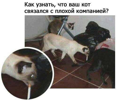Как узнать что ваш кот связался с плохой компанией