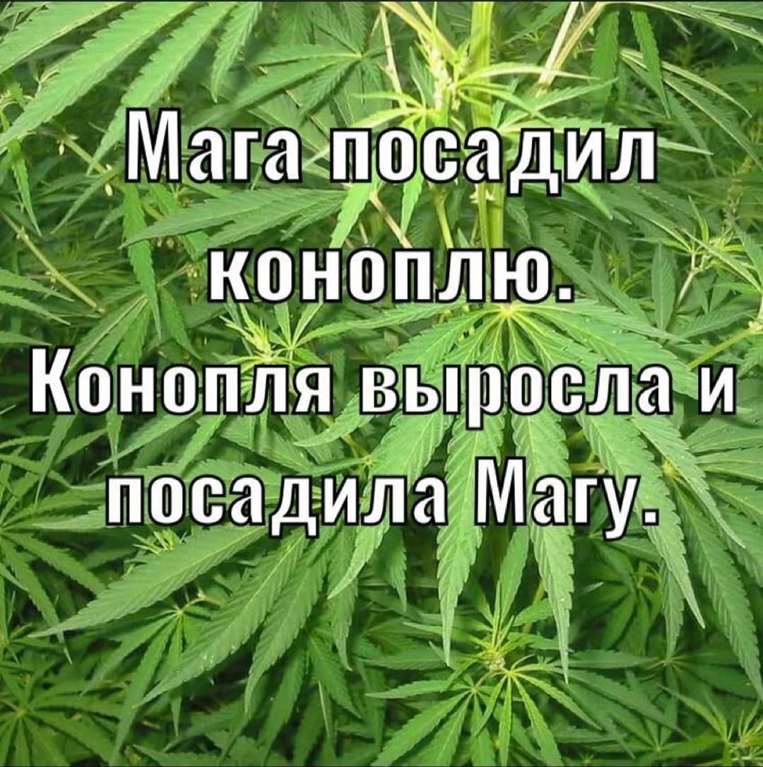 7 хг ъ Магапіоадилі коноплю Конопля вышел и посадила Магу іі