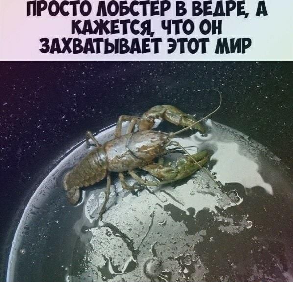 ПРОСТО ЛОБСТЕР В ВЕДРЕ, А КАЖЕТСЯ, ЧТО ОН ЗАХВАТЫВАЕТ ЭТОТ МИР