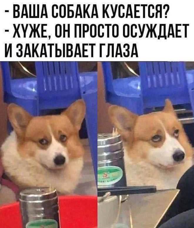 ВАША СОБАКА КУСАЕТСЯ? - ХУЖЕ, ОН ПРОСТО ОСУЖДАЕТ И ЗАКАТЫВАЕТ ГЛАЗА