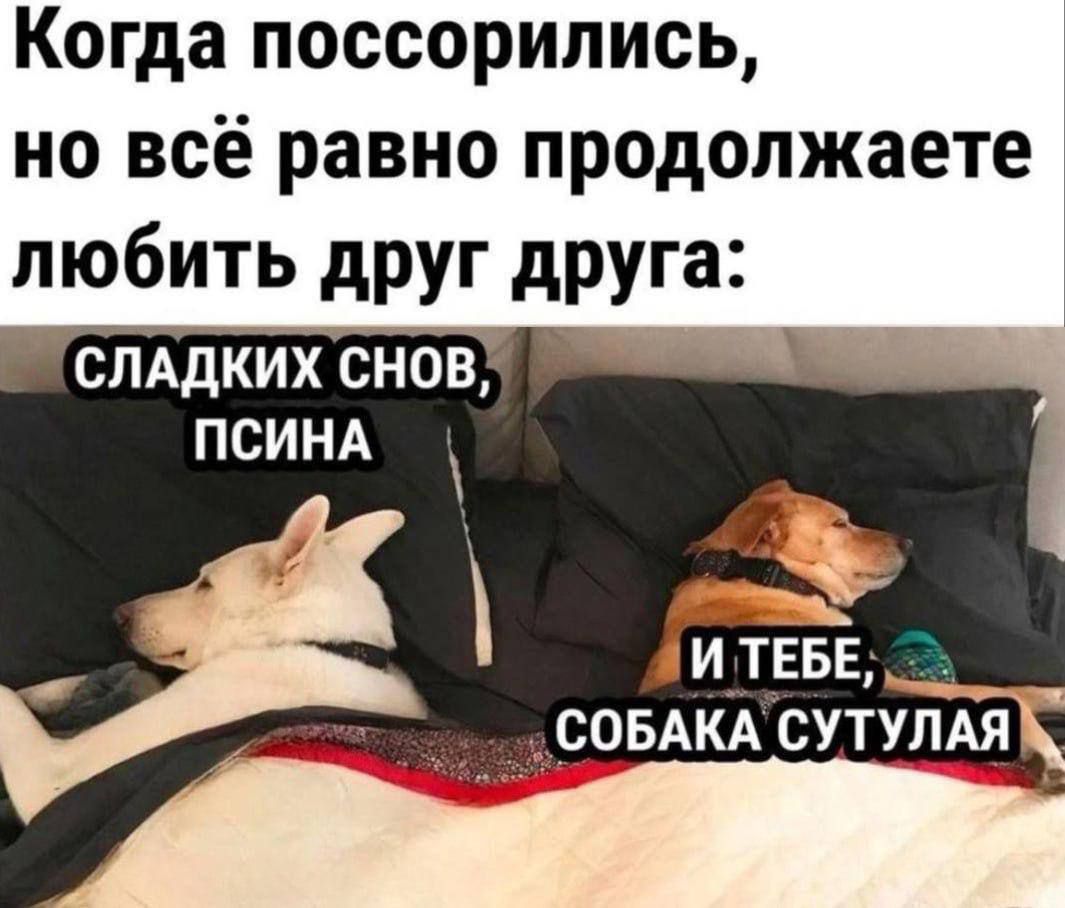Когда поссорились, но всё равно продолжаете любить друг друга:
СЛАДКИХ СНОВ, ПСИНА
И ТЕБЕ, СОБАКА СУТУЛАЯ