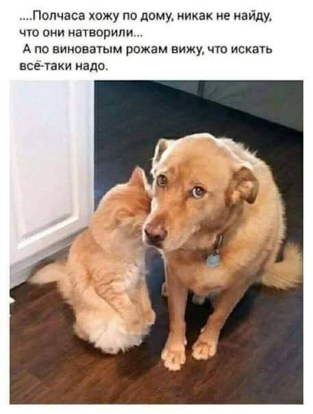 ПолнЧаса хожу по дому, никак не найду, что они натворили... А по виноватым рожам вижу, что искать всё-таки надо.