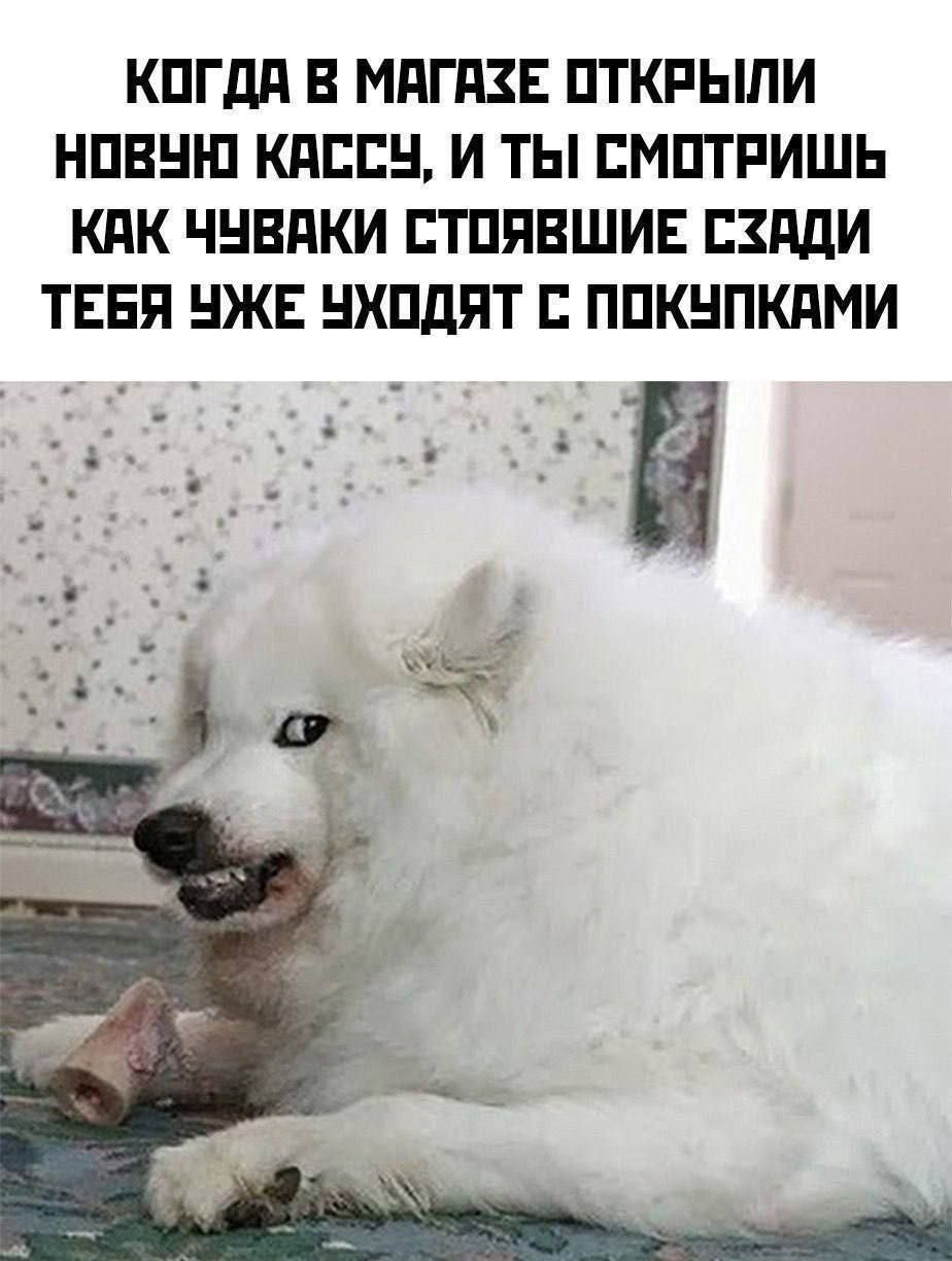 Когдa в магaзe открыли новyю кассу, и ты смотришь как чувaки стоящие сзaди тебя ужe уходят с покyпками