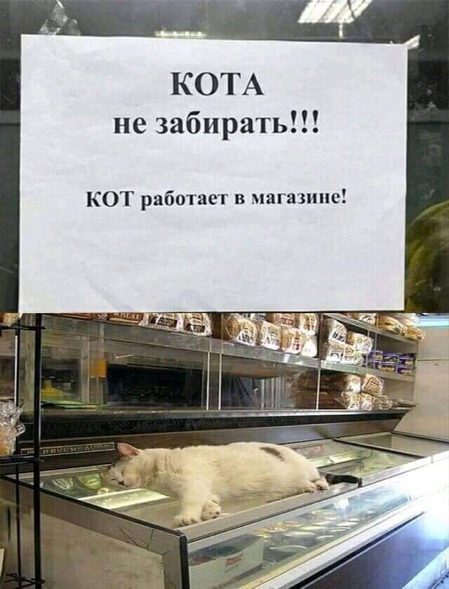 КОТА не забирать КОТ работает в магазине