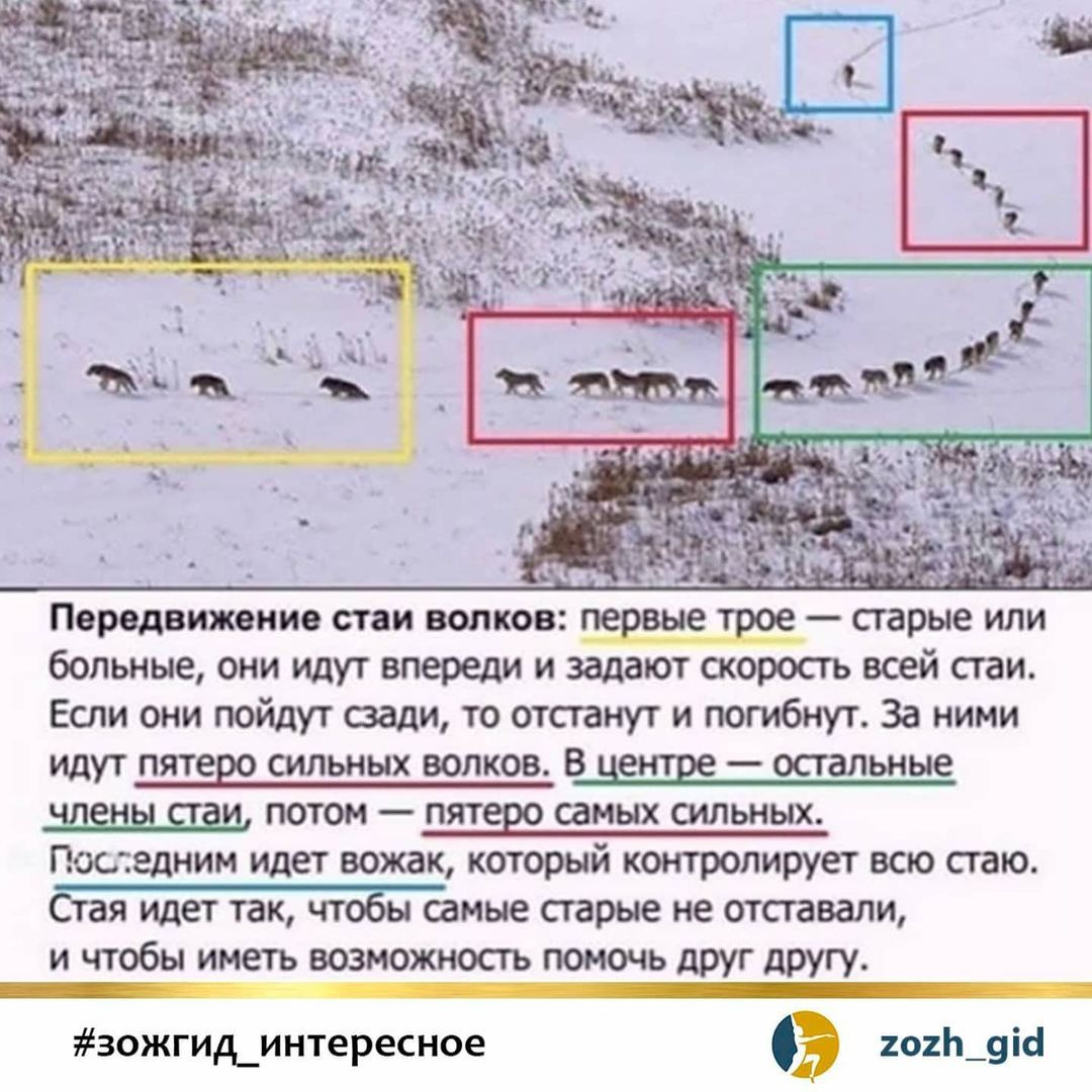 больные они идут впереди и задают скорость всей стаи Если они пойдут вади то отстанут и погибнут За ними ИДУТ ПЯТЕЩ СИЛЬНЫХ ВОЛКОВ В НЦЩ _ ОСТЗЛЬНЫС потом пятеш самых сильных Последним идет вожак который контролирует всю стаю СіБЯ идет так ЧТЗЫ самые старые не ОТСГЗВЗЛИ и ч_тобь иметь возможность помочь друг другу__ зожгид_интересное о1_9ісі