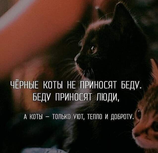 ЧЁРНЫЕ КОТЫ НЕ ЁИНПЕЯТ БЕДУ БЕДУ ПРИНЧЁЯТ ЛЮДИ А КПТЫ ТППЬКШі УЮТ ТЕППП И ДПБРПТУ