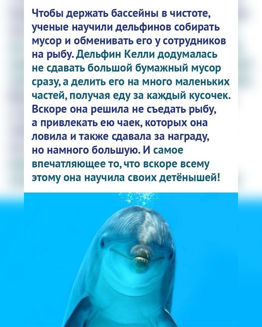 Чтобы держать бассейны в чистоте ученые научили дельфинов собирать мусор и обменивать его у сотрудников на рыбу Дельфин Келли додумалась не сдавать большой бумажный мусор сразуа делить его на много маленьких частей получая еду за каждый кусочек Вскоре она решила не съедать рыбу а привлекать ею чаек которых она ловила и также сдавала за награду но намного большую И самое впечатляющее то что вскоре 