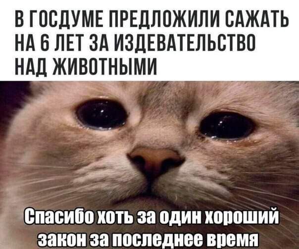 д В ГОСДУМЕ ПРЕДЛОЖИЛИ ВАЖАТЬ НА 6 ЛЕТ ЗА ИЗДЕВАТЕЛЬСТВП НАД ЖИВОТНЫМИ _ а И спасибо хоть за один хороший закон за поспеднее впемя
