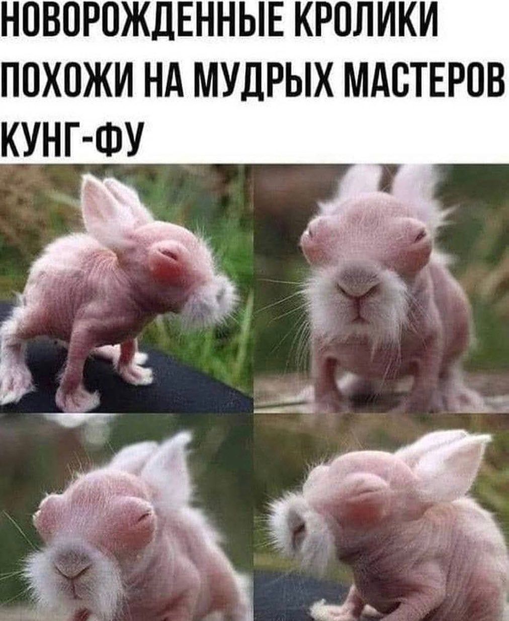 НОВОРОЖДЕННЫЕ КРОЛИКИ ПОХПЖИ НА МУДРЫХ МАСТЕРОВ КУНГ ФУ