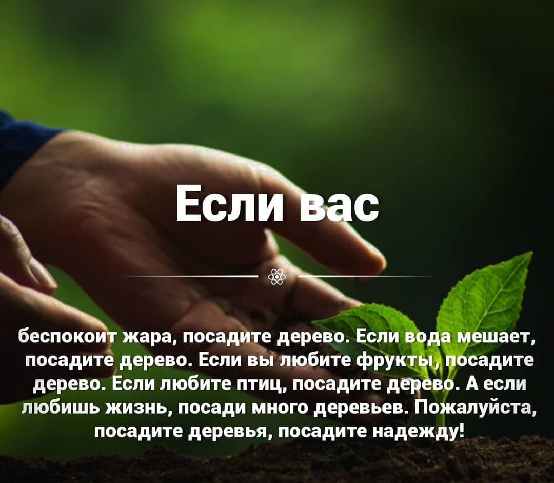 посадите дерево Если вы шфите фрук г дерево Если любите птиц посадите ден в любишь жизнь посади много деревьев Поікалуйста посадите деревья посадите надежду бЕСПОКО жара посадиде дерево Е Ёі Г 3 ЩЗЕТ