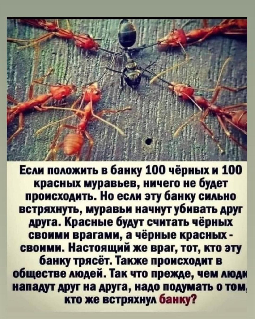 Если положить в банку 100 чёрных и 100 красных муравьев ничего не будет происходить Но если эту банку сильно встряхнуть муравьи начнут убивать друг друга Красные будут считать чёрных своими врагами а чёрные красных своими Настоящий же враг тот кто эту банку трясёт Также происходит в обществе людей Так что прежде чем люди нападут друг на друга надо подумать о том кто же встряхнул банку
