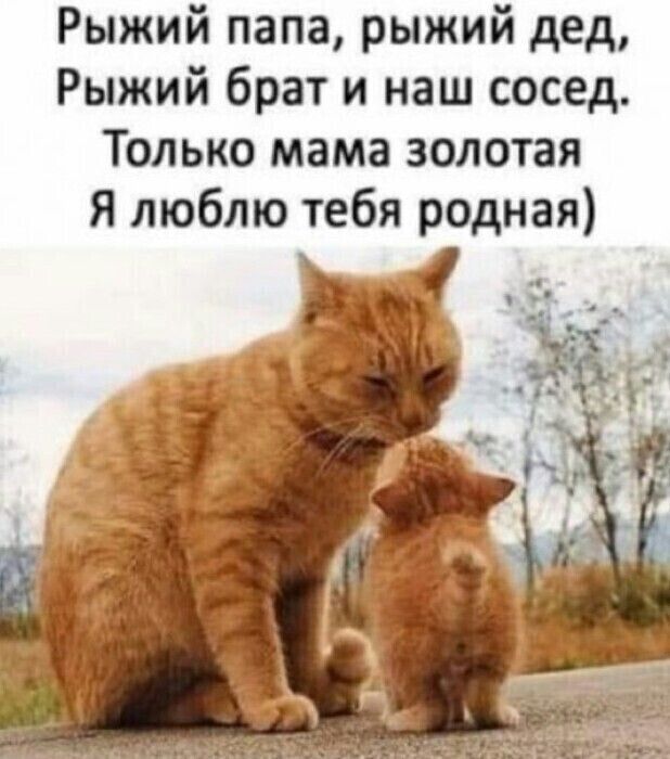 Рыжий папа рыжий дед Рыжий брат и наш сосед Только мама золотая Я люблю тебя родная
