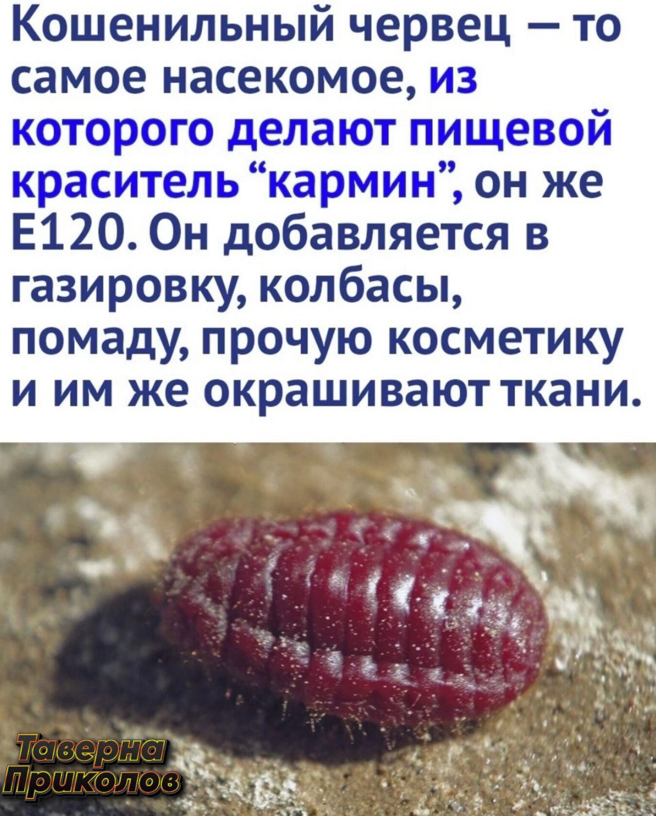 Кошенильный червец то самое насекомое из которого делают пищевой краситель кармин он же Е120 Он добавляется в газировку колбасы помаду прочую косметику и им же окрашивают ткани