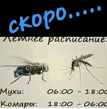 скоро.....
Летнее расписание:
Мухи: 06:00 - 18:00
Комары: 18:00 - 06:00
