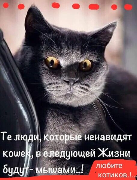 Те люди, которые ненавидят кошек, в следующей Жизни будут - мышами..!.