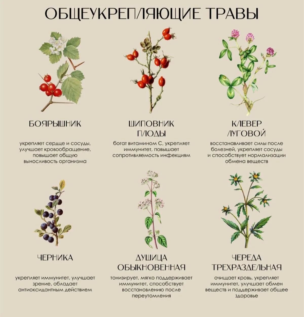 ОБЩЕУКРЕПЛЯЮЩИЕ ТРАВЫ
БОЯРЫШНИК
ШИПОВНИК ПЛОДЫ
КЛЕВЕР ЛУГОВОЙ
ЧЕРНИКА
ДУШИЦА ОБЫКНОВЕННАЯ
ЧЕРЕPA ТРЕХРАЗДЕЛЬНАЯ