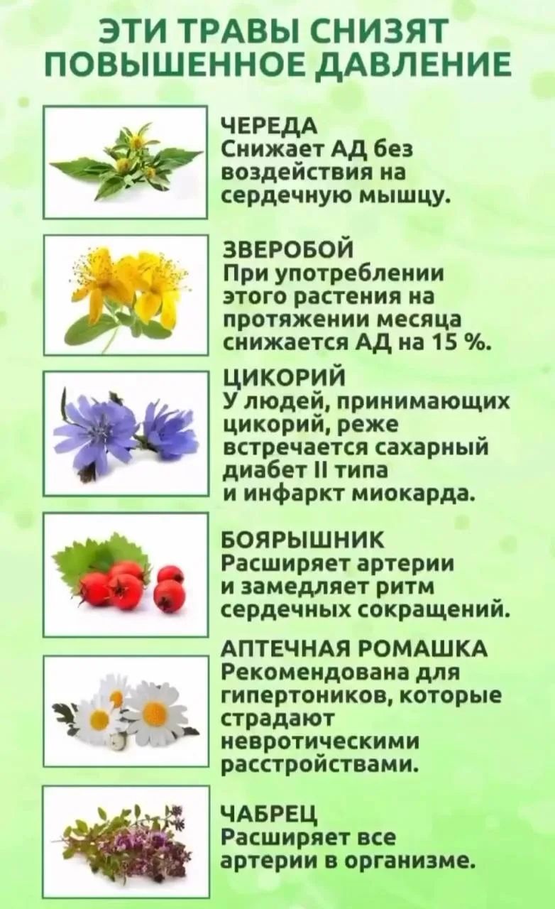 ЭТИ ТРАВЫ СНИЗЯТ ПОВЫШЕННОЕ ДАВЛЕНИЕ. ЧЕРЕДА Снижает АД без воздействия на сердечную мышцу. ЗВЕРОБОЙ При употреблении этого растения на протяжении месяца снижается АД на 15 %. ЦИКОРИЙ У людей, принимающих цикорий, реже встречается сахарный диабет II типа и инфаркт миокарда. БОЯРЫШНИК Расширяет артерии и замедляет ритм сердечных сокращений.