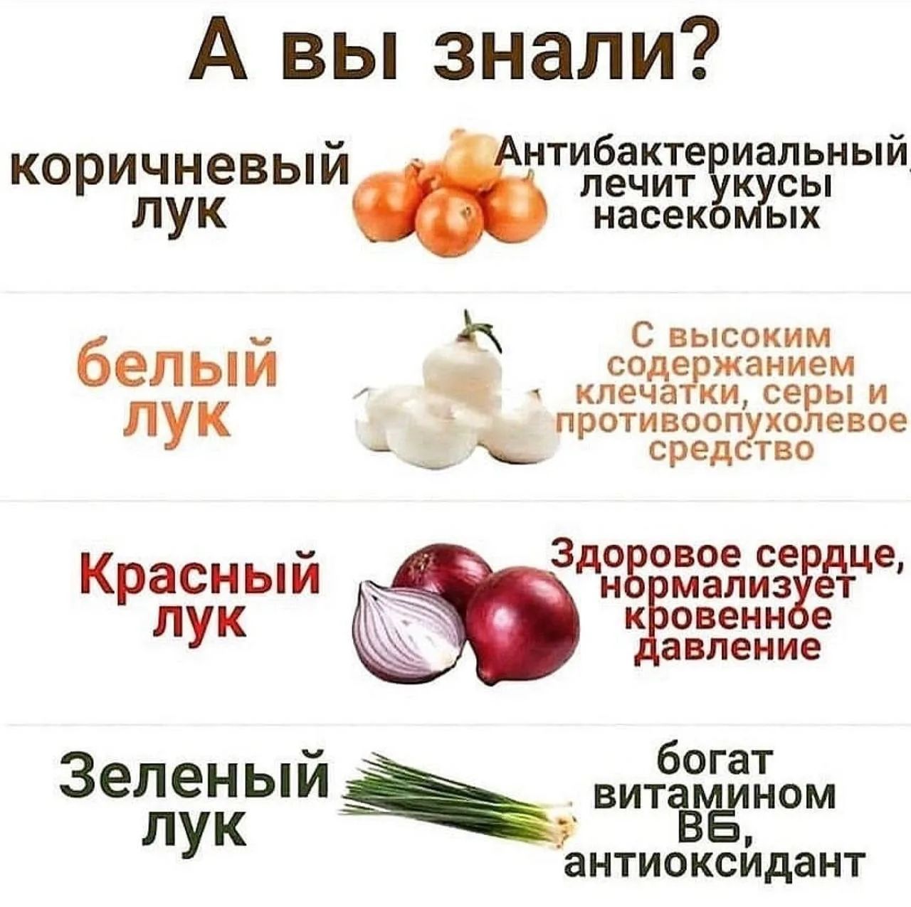 А вы знали? Коричневый лук. Антибактериальный, лечит укусы насекомых. Белый лук. С высоким содержанием клетчатки, серы и противоопухолевое средство. Красный лук. Здоровое сердце, нормализует кровенное давление. Зеленый лук. Богат витамином В6, антиоксидант.