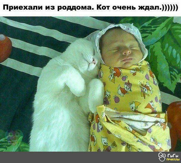 Приехали из роддома Кот очень ждал