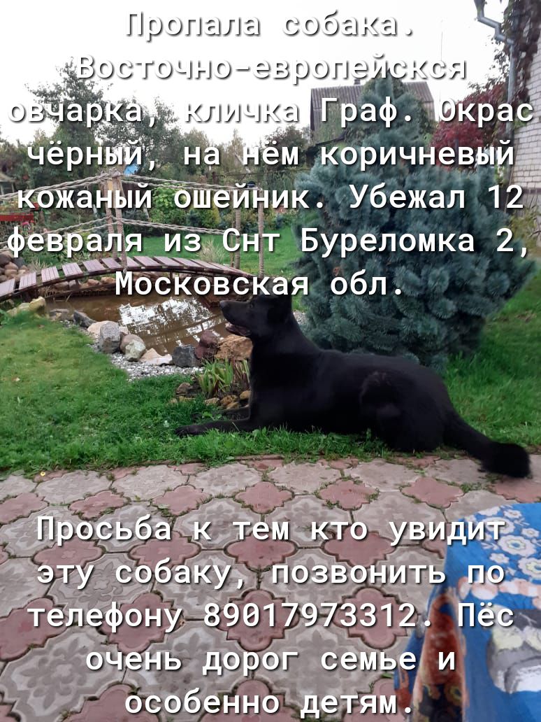 Про эш а собака мкоричневыиі к Убежал 1 фёвЁЁС Буреломка 2 _ _ МосКовская обл увЁл а у шбёвпнитв дій ЁефЁнуз9е 71 312 ЖСо освбенно дёчям