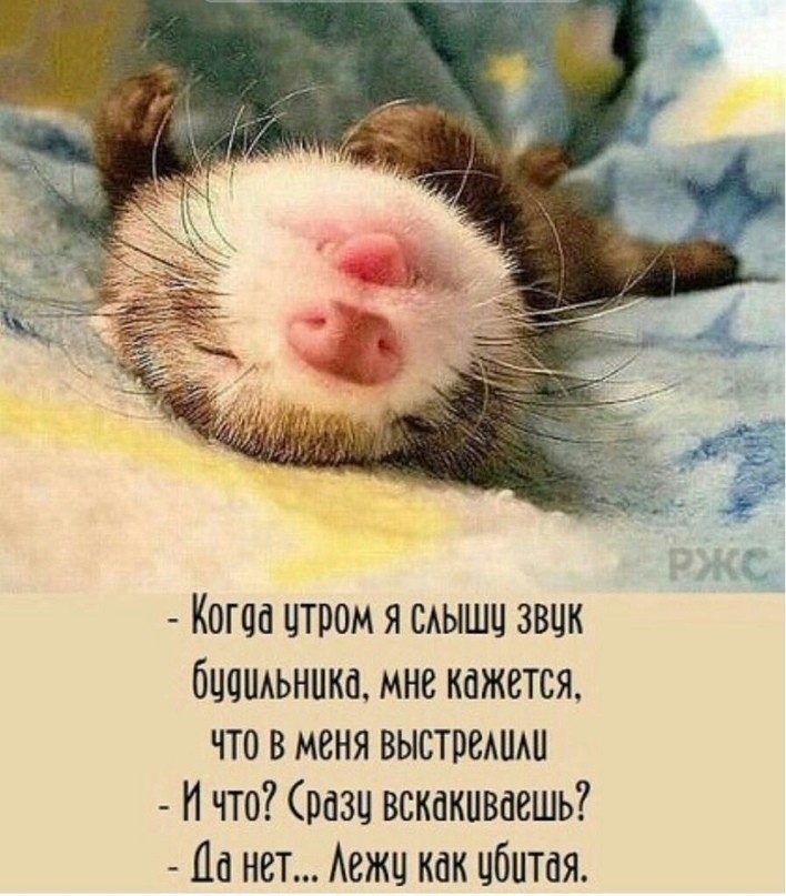 Когда утром Я слышу Звук будошльника мне кажется что в меня выстрелили И что Сразу вскакиваешь Да нет Лежу как убитая